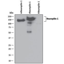 Mouse/Rat Neuropilin-1 Antibody, R D Systems 100&mu;g; Unlabeled:Antibodies,