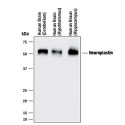 Human Neuroplastin Isoform 1 Antibody, R D Systems 100&mu;g; Unlabeled:Antibodies,