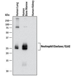 Human Neutrophil Elastase/ELA2 Antibody, R D Systems:Antibodies:Primary