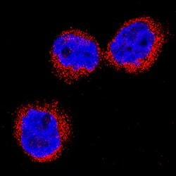 Human Neutrophil Elastase/ELA2 Antibody, R D Systems 100&mu;g; Unlabeled:Antibodies,