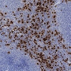 Human Neutrophil Elastase/ELA2 Antibody, R D Systems 100&mu;g; Unlabeled:Antibodies,
