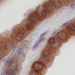 Human Nidogen-2 Antibody, R D Systems 100&mu;g; Unlabeled:Antibodies, Polyclonal