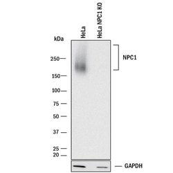 Human/Mouse/Rat Niemann-Pick Type C1/NPC1 Antibody, R D Systems 100 &mu;g | Buy Online | R&D Systems | Fisher Scientific
