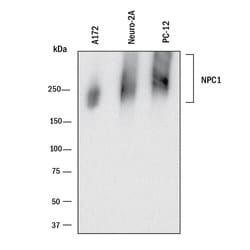 Human/Mouse/Rat Niemann-Pick Type C1/NPC1 Antibody, R D Systems 100 &mu;g | Buy Online | R&D Systems | Fisher Scientific