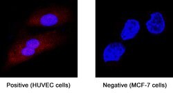 Human Nox4 Antibody, R D Systems 25 &mu;g; Unconjgated:Antibodies, Monoclonal