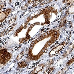 Human Nox4 Antibody, R D Systems 25 &mu;g; Unconjgated:Antibodies, Monoclonal