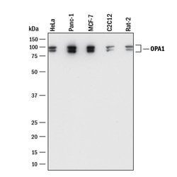 Human OPA1 Antibody, R D Systems:Antibodies:Primary Antibodies