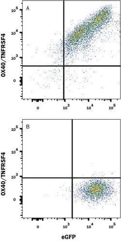 Human OX40/TNFRSF4 Antibody, R D Systems 25 &mu;g; Unconjugated:Antibodies,