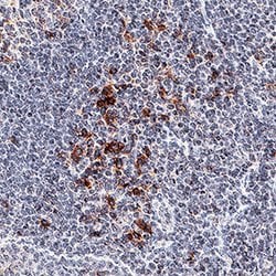 Human OX40/TNFRSF4 Antibody, R D Systems 25&mu;g; Unlabeled:Antibodies,