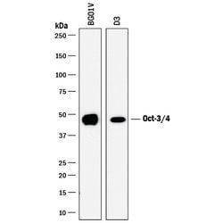 Human/Mouse Oct-3/4 Antibody, R D Systems 100&mu;g; Unlabeled:Antibodies,