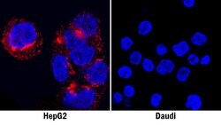 Human Osteopontin/OPN Antibody, R D Systems 100&mu;g; Unlabeled:Antibodies,