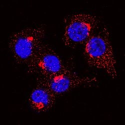 Mouse Osteopontin/OPN Antibody, R D Systems:Antibodies:Primary Antibodies