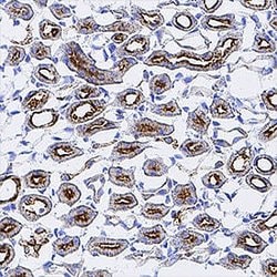 Mouse Osteopontin/OPN Antibody, R D Systems:Antibodies:Primary Antibodies