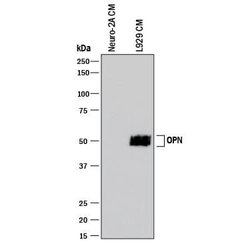 Mouse Osteopontin/OPN Antibody, R D Systems:Antibodies:Primary Antibodies