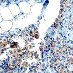 Human P2Y10/P2RY10 Antibody, R D Systems 25 &mu;g; Unconjugated:Antibodies,