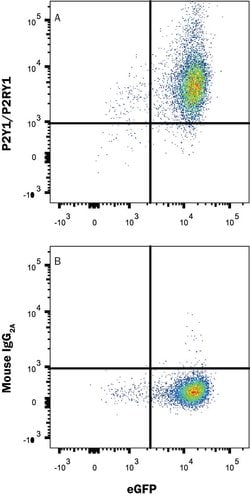 Human P2Y1/P2RY1 PE-conjugated Antibody, R D Systems 100 Tests; Phycoerythrin:Antibodies,