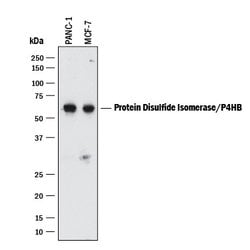 Human Protein Disulfide Isomerase/P4HB Antibody, R D Systems 25&mu;g; Unlabeled:Antibodies,