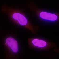Human/Mouse PARP Antibody, R D Systems 25&mu;g; Unlabeled:Antibodies, Polyclonal