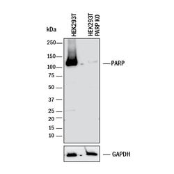 Human/Mouse PARP Antibody, R D Systems 25&mu;g; Unlabeled:Antibodies, Polyclonal