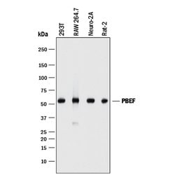 Human/Mouse/Rat PBEF/Visfatin Antibody, R D Systems 25&mu;g; Unlabeled:Antibodies,