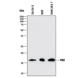 Human/Mouse PBR Antibody, R D Systems:Antibodies:Primary Antibodies