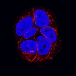 Human P-Cadherin Antibody, R D Systems 100&mu;g:Antibodies, Monoclonal