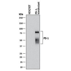 Human PD-1 Antibody, R D Systems PD-1 Antibody; Unconjugated; 100 &mu;g:Antibodies,