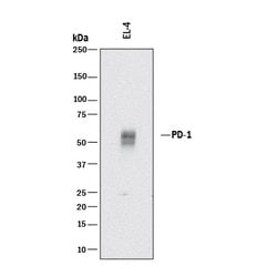 Mouse PD-1 Antibody, R D Systems 25 &mu;g | Buy Online | R&D Systems | Fisher Scientific