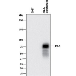 Mouse PD-1 Antibody, R D Systems 100&mu;g; Unlabeled:Antibodies, Polyclonal