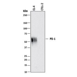 Mouse PD-1 Antibody, R D Systems 100&mu;g; Unlabeled:Antibodies, Polyclonal