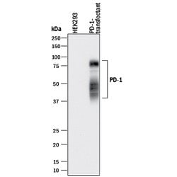Human PD-1 Antibody, R D Systems 25 &mu;g | Buy Online | R&D Systems | Fisher Scientific