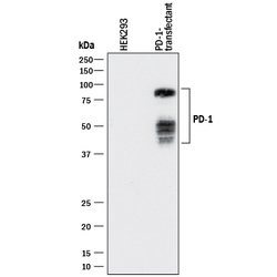 Human PD-1 Antibody, R D Systems 100&mu;g; Unlabeled:Antibodies, Monoclonal