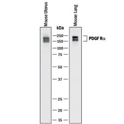 Mouse PDGF R alpha Antibody, R D Systems 100&mu;g; Unlabeled:Antibodies,