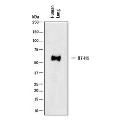 Human PD-L1/B7-H1 Antibody, R D Systems 100 &mu;g; Unconjgated:Antibodies,