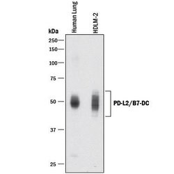 Human PD-L2/B7-DC Antibody, R D Systems:Antibodies:Primary Antibodies