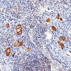 Human PD-L2/B7-DC Antibody, R D Systems:Antibodies:Primary Antibodies