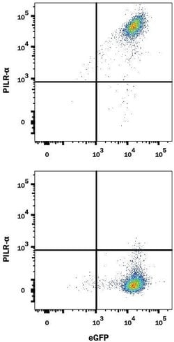 Human PILR-alpha Alexa Fluor 647-conjugated Antibody, R D Systems 100 Tests:Antibodies,