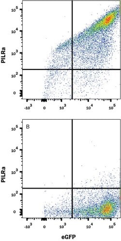 Human PILR-alpha Antibody, R D Systems:Antibodies:Primary Antibodies