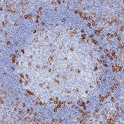 Human PILR-alpha Antibody, R D Systems:Antibodies:Primary Antibodies