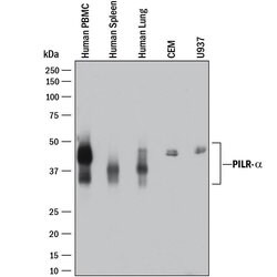 Human PILR-alpha Antibody, R D Systems:Antibodies:Primary Antibodies