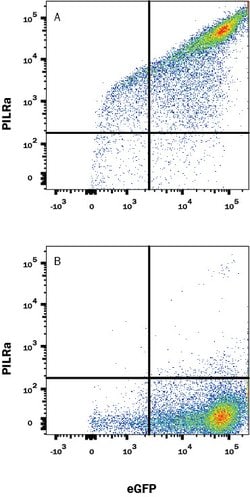Human PILR-alpha Antibody, R D Systems:Antibodies:Primary Antibodies