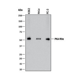 Human/Mouse PKA RII alpha Antibody, R D Systems:Antibodies:Primary Antibodies
