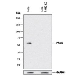 Human/Rat PKM1/2 Antibody, R D Systems 100 &mu;g | Buy Online | R&D Systems | Fisher Scientific