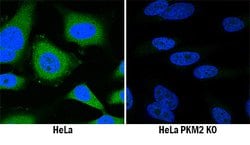 Human/Rat PKM1/2 Antibody, R D Systems 100 &mu;g | Buy Online | R&D Systems | Fisher Scientific