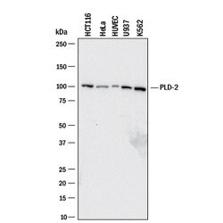 Human PLD2 Antibody, R D Systems PLD2 Antibody; Unconjugated; 100 &mu;g:Antibodies,