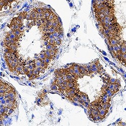 Human PMFBP1 Antibody, R D Systems 25 &mu;g Unconjugated:Antibodies, Monoclonal