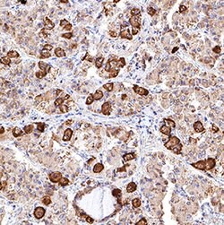 Human POMC Antibody, R D Systems 25ug; Unlabeled:Antibodies, Monoclonal