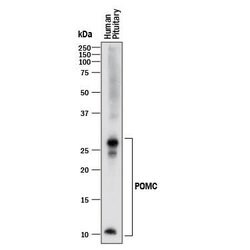 Human POMC Antibody, R D Systems 25ug; Unlabeled:Antibodies, Monoclonal