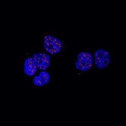 Human PPAR alpha/NR1C1 Antibody, R D Systems 100 &mu;g Unconjugated:Antibodies,