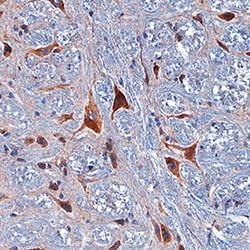 Mouse PRAT4A Antibody, R D Systems 100&mu;g; Unlabeled:Antibodies, Polyclonal